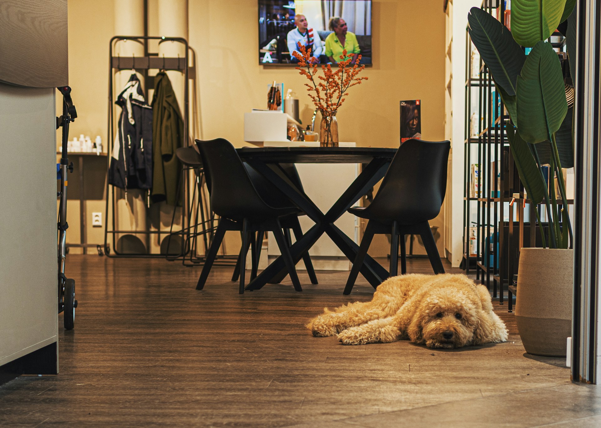 Pet-Friendly Luxury Vinyl